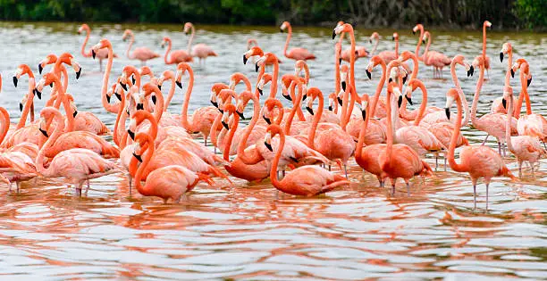 Photo of Flock of flamingoes -XXXL