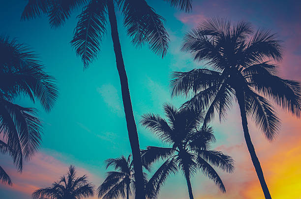 Hawaii Palm Trees At Sunset stock photo