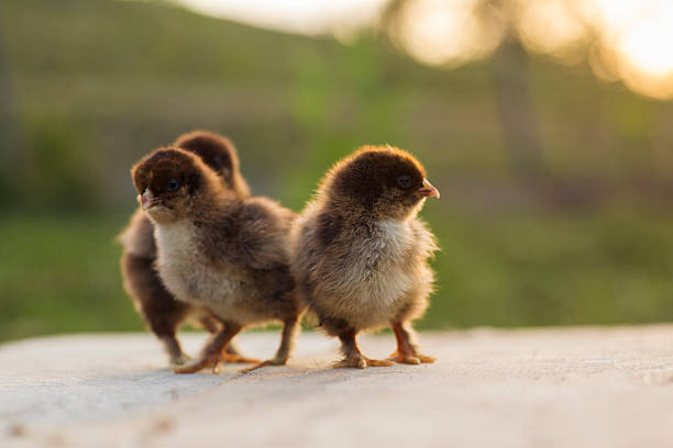 istock Partridge cochin baby chicks 485590585