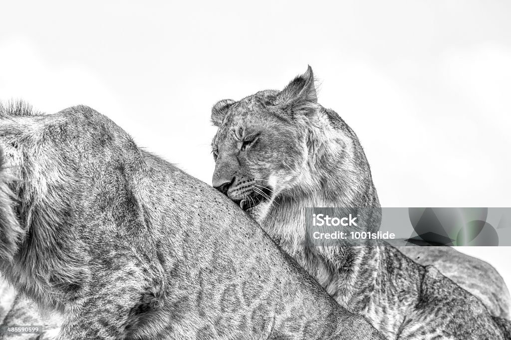 Leonessa Leccare Leone dietro - Foto stock royalty-free di Leone - Grande felino