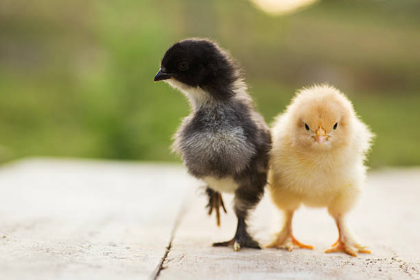 istock black and yellow baby chicks 485590611
