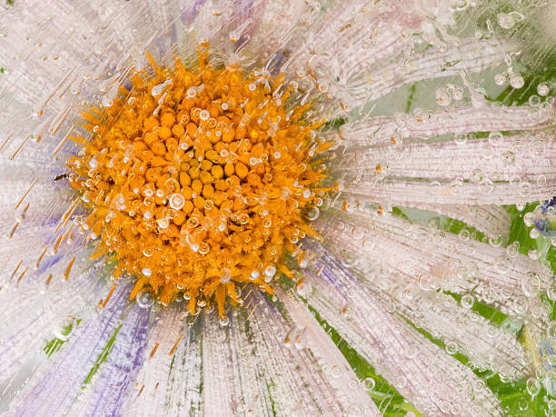 istock beautiful flower in ice 485591956