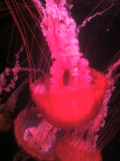médulas - medusa photos et images de collection