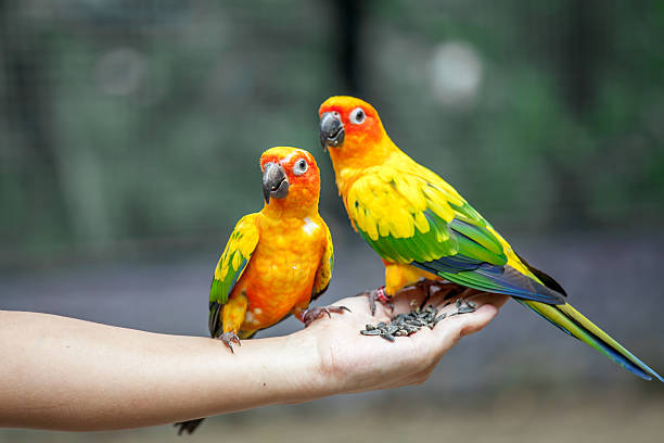 istock Parrot on woman hand in park 485592496