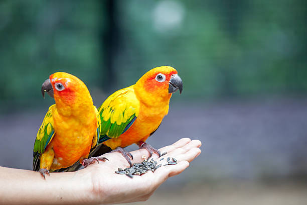 istock Parrot on woman hand in park 485592498
