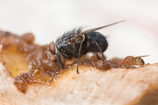 istock Macro shot of a fly on a rotting banana. 485592796