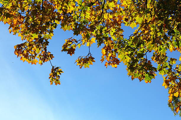 istock maple leaves, golden autumn 485593264