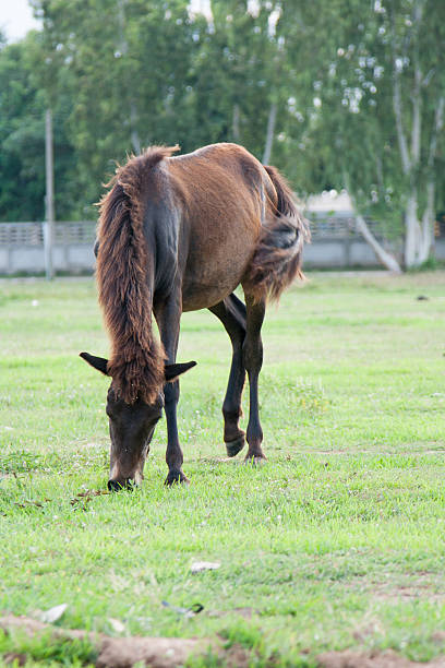 istock Horse in the field 485593676