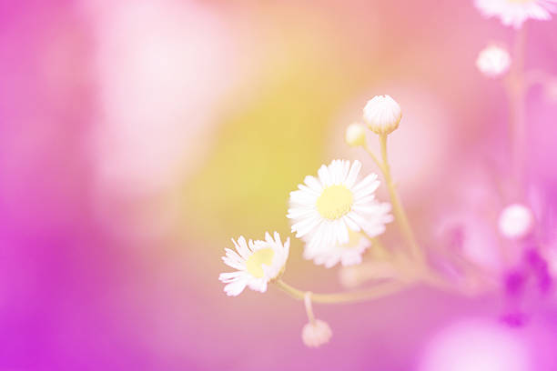 istock Little white daisy flower and grass sweet bright gradient 485593912