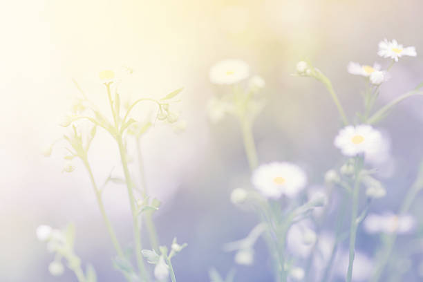 istock Little white daisy flower and grass sweet bright gradient 485594338