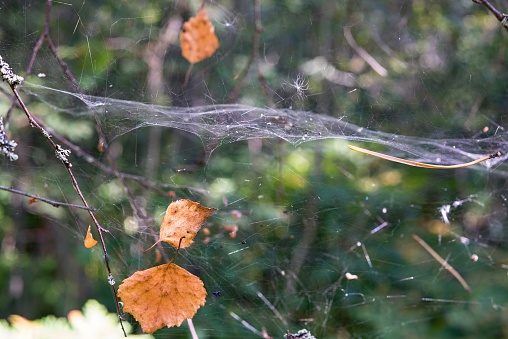the autumn foliage and spiderweb abstractly hang in air space in the wild wood
