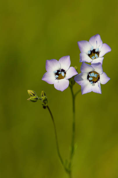 230+ Fotos, Bilder und lizenzfreie Bilder zu Gilie Fotos iStock