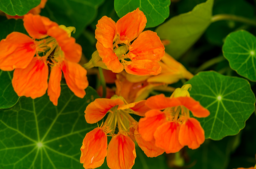 Nasturtium Flower is also known as Tropaeolaceae, tropaeolum, Tropaeolum Majus,