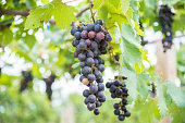 bunch of purple grapes on the vine with green leaves