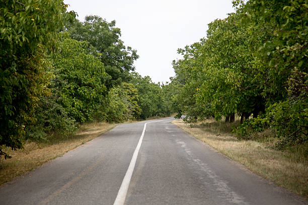 Route de passage arbres - Photo