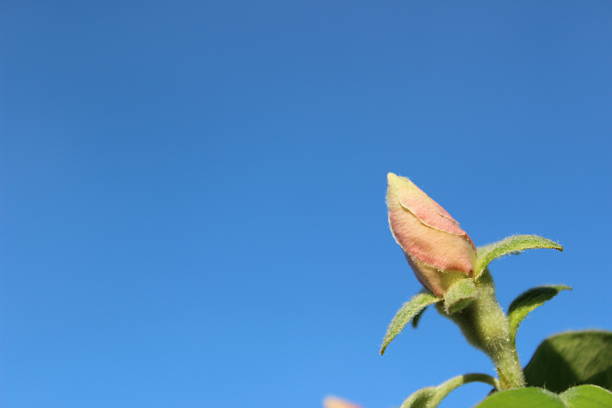 Almond tree branch blossom, spring tree view, beautiful nature