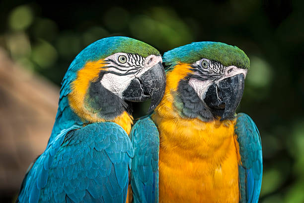 istock Couple of blue and yellow macaw 485595838