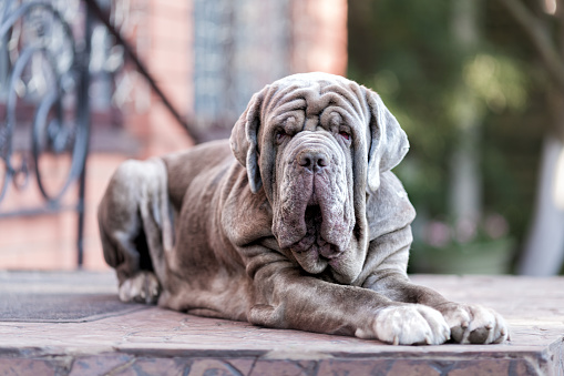 adult bullmastiff isolated on white