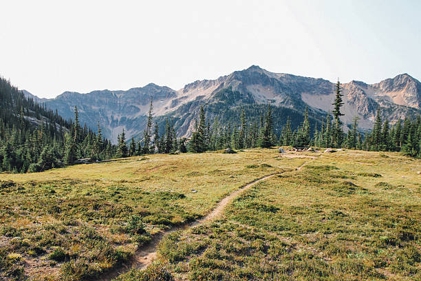 A small dirt trail leads out through a grass meadow clearing in the forest to a camp site. Alpine trees and mountain ridges and peaks sit off in the distance. The trail is an offshoot from the Pacific Crest Trail in the North Cascades National park in Washington state. Just west of the town of Winthrop. This is a popular hike for both day hikers and overnight backpackers and campers. 