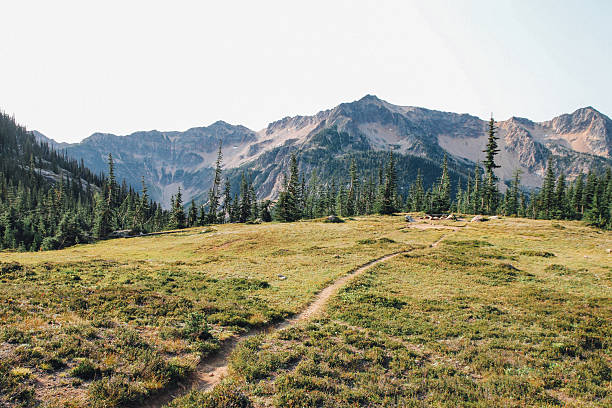 trilha para caminhada em uma montanha meadow - meadow autumn hiking mountain - fotografias e filmes do acervo