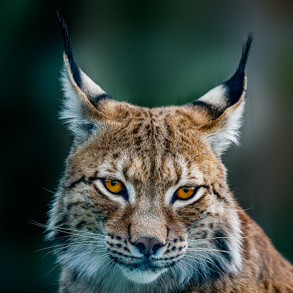 Siberiano lynx photo