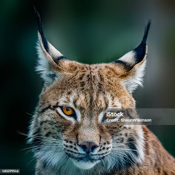 Siberian Lynx Stock Photo - Download Image Now - Lynx, Bobcat, Eurasian Lynx