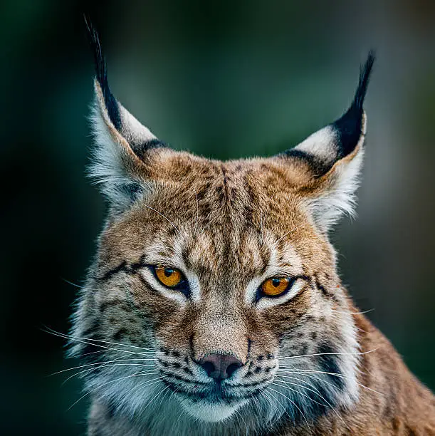 Siberian lynx  head shot