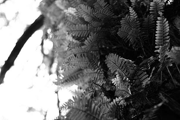 Fern growing in a tree with daylight behind stock photo