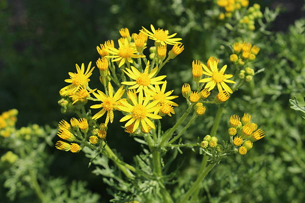 "senecione di s. giacomo" flowers-senecio jacobaea (o jacobaea vulgaris - north tirol immagine foto e immagini stock