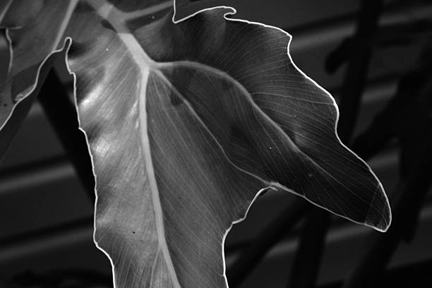 Philodendron leaf in sunny garden black and white stock photo