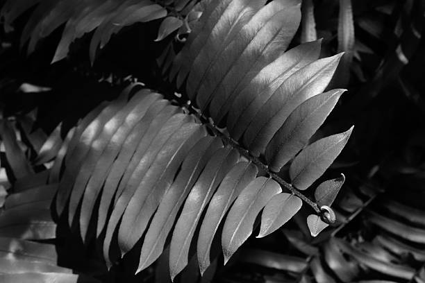 Fern leaf in high contrast black and white stock photo