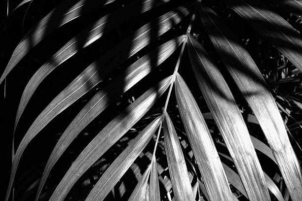 Palm leaves overlapping in sun, high contrast stock photo
