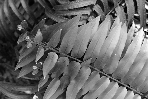 Overlapping fern leaves in black and white stock photo