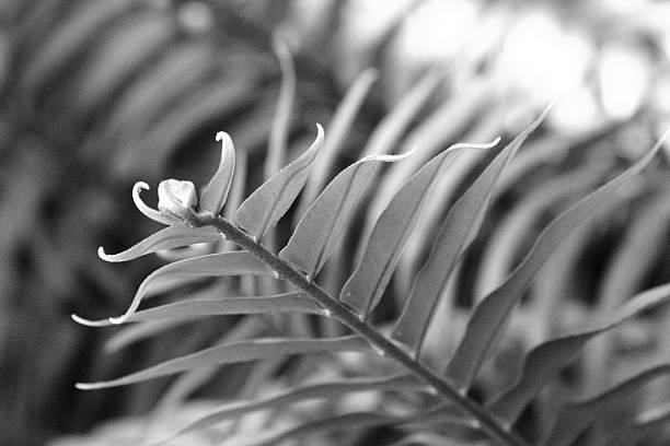 Tip of fern leaf in black and white stock photo