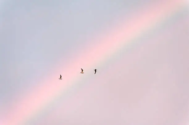 Photo of Three birds flying against a dusk summer sky with rainbow