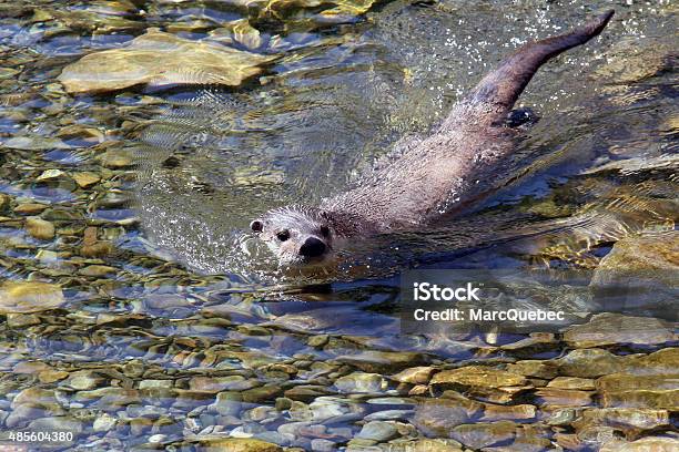 North American River Otter Ausgewachsenes Tier Stockfoto und mehr Bilder von Fischotter