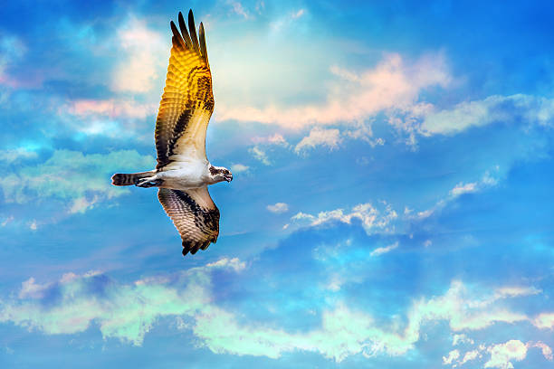 istock Osprey soaring high against a beautiful sky 485604458