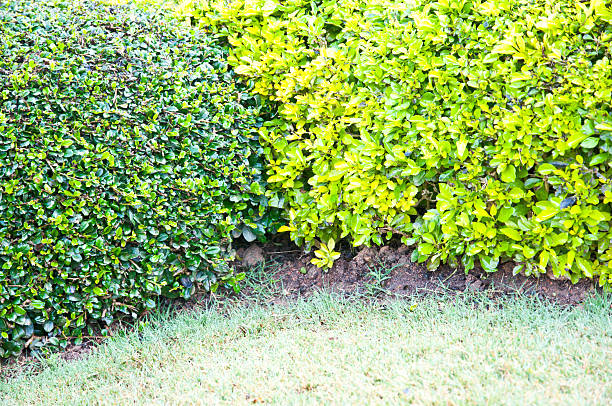 istock Part of beautiful garden with cuted bushes 485606984