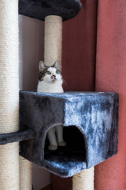 istock cat sitting in the cat's plush house 485608508