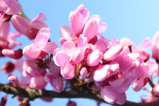 branche avec des fleurs roses - vibrant color horizontal japan branch photos et images de collection