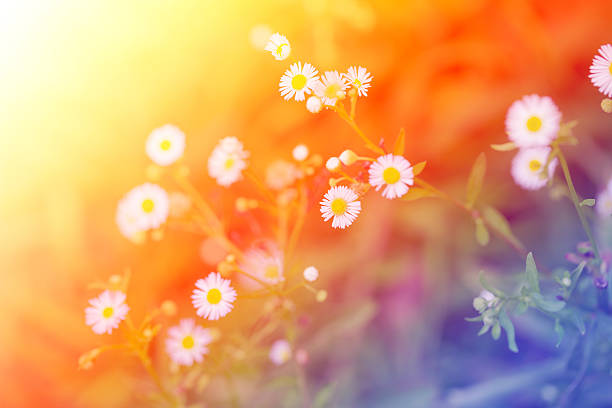 istock Little white daisy flower and grass for vintage background 485609450