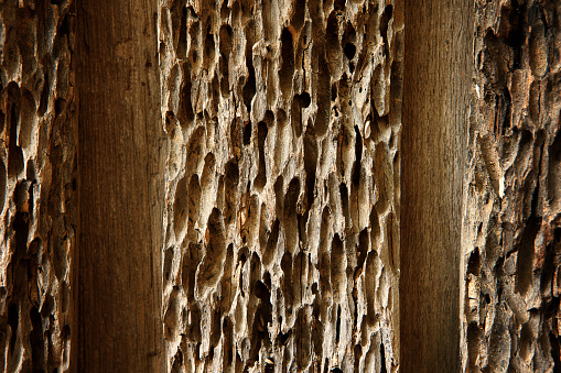 Old damaged wood as a symbol of aging decay or termite insect damage as a tree rotting with holes and tunnels weathered by natural elements in a close up.