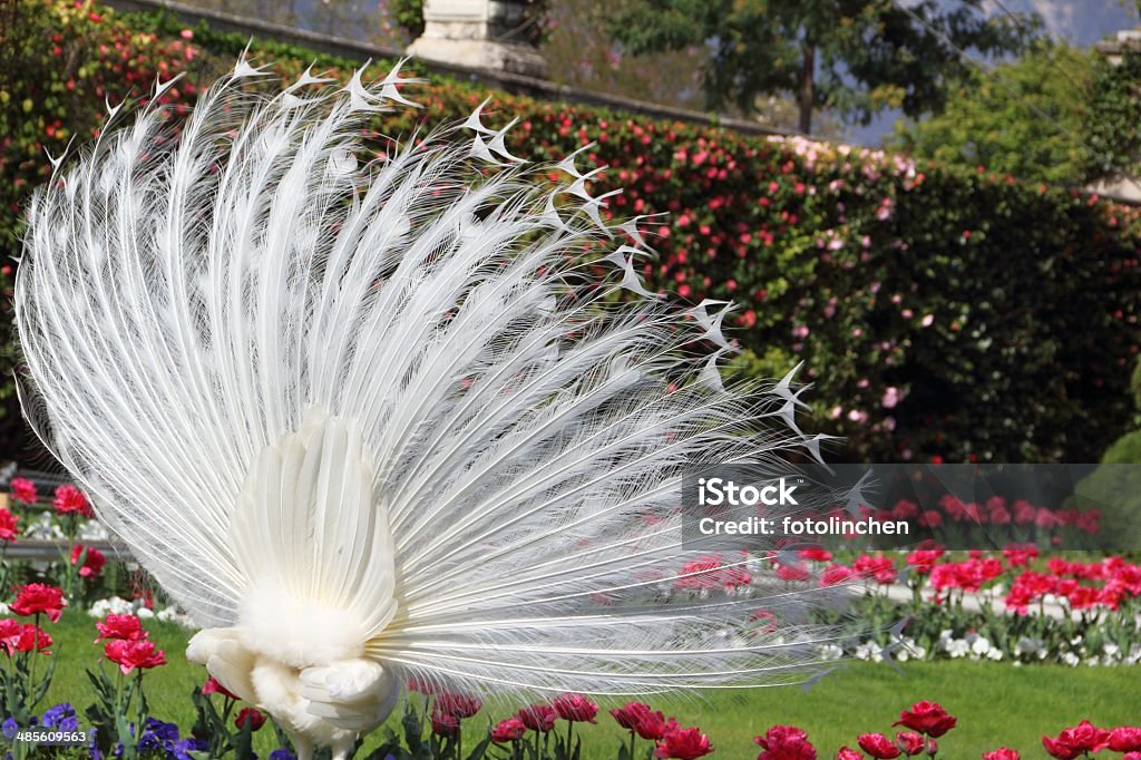 Weißer Peacock - Lizenzfrei Frühling Stock-Foto