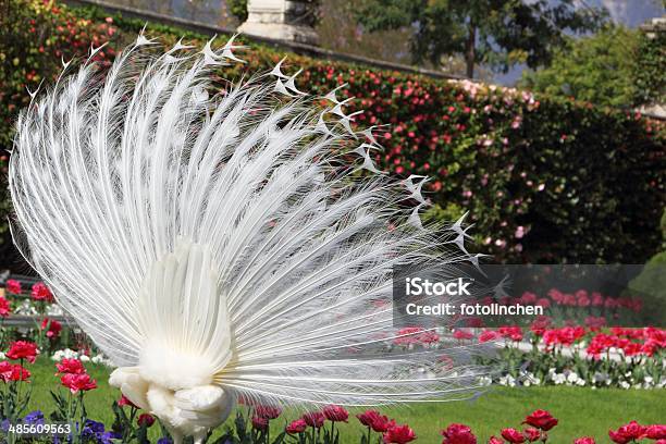 Weißer Peacock Stockfoto und mehr Bilder von Frühling - Frühling, Pfau, Weißer Pfau