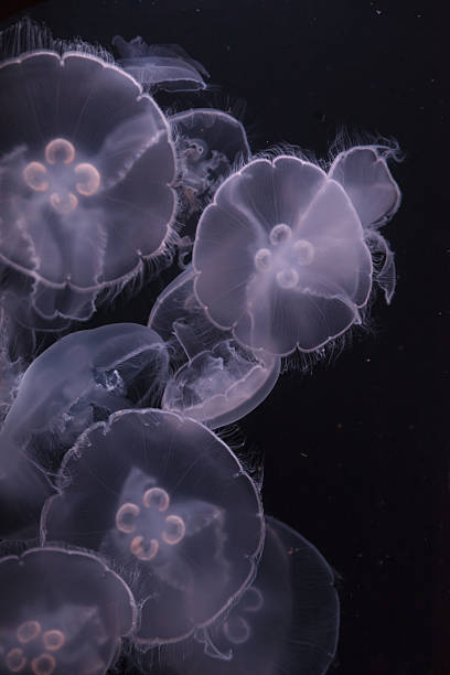 istock Moon jellyfish, Aurelia aurita 485609754