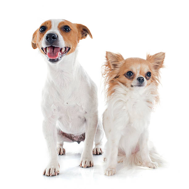 istock jack russel terrier and chihuahua 485609757