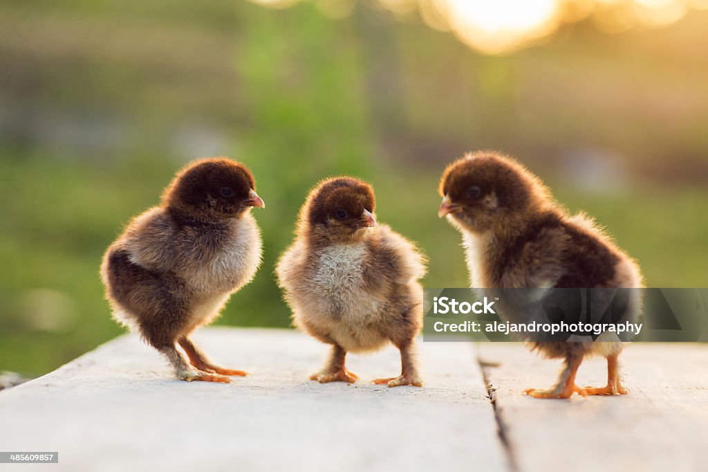자고새 cochin 아기 chicks - 로열티 프리 가축 스톡 사진