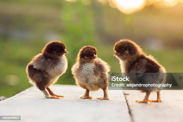 자고새 Cochin 아기 Chicks 가축에 대한 스톡 사진 및 기타 이미지 - 가축, 귀여운, 놓아 기른