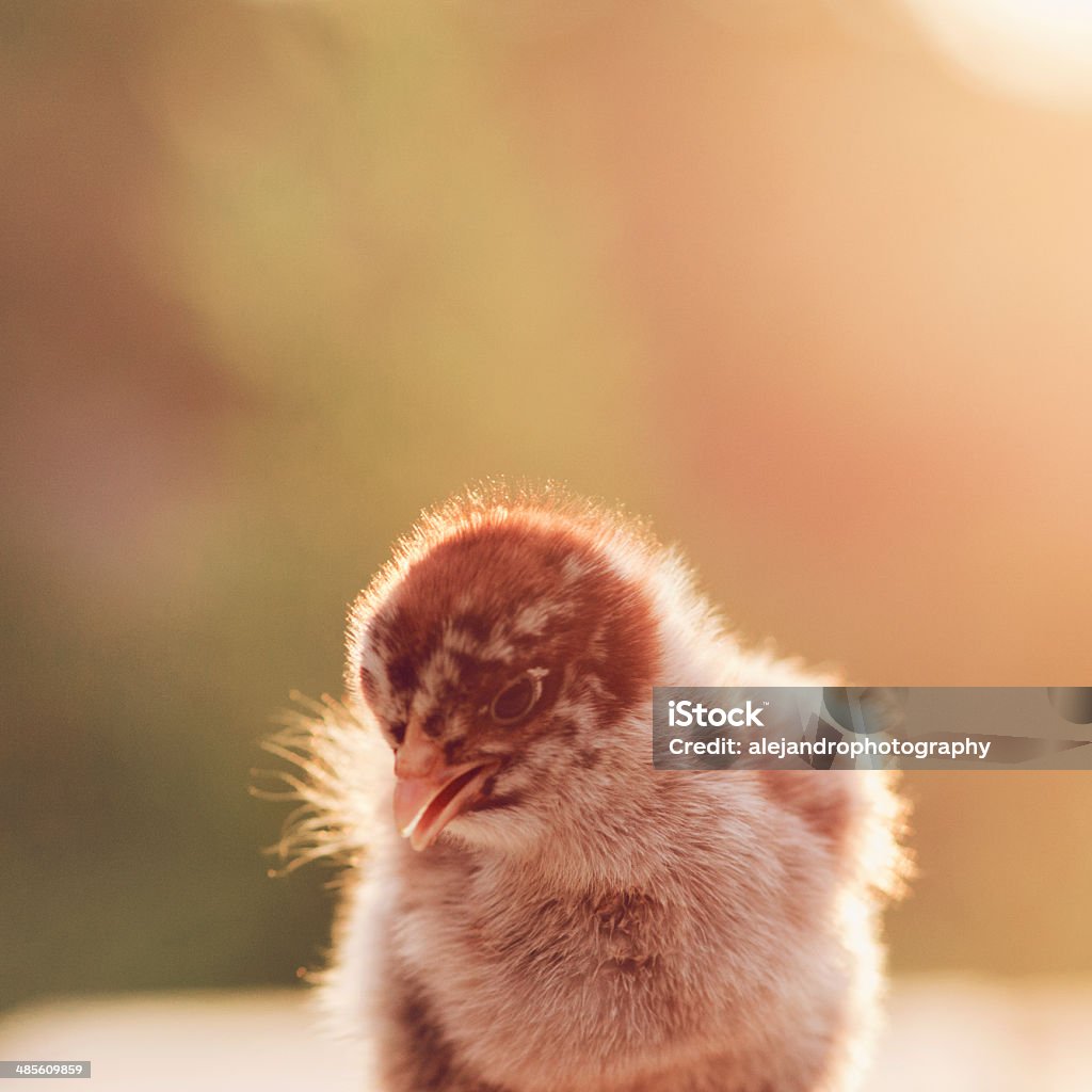 Escuro brahma bebé chicks - Royalty-free Animal Foto de stock