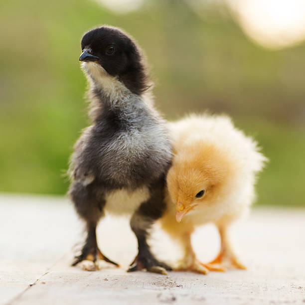 istock black and yellow baby chicks 485609879